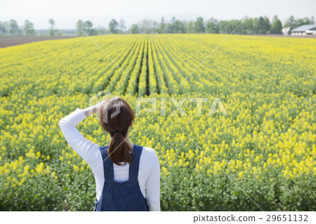 Rapeseed field 29651132