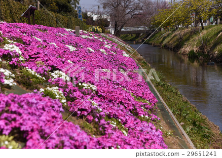 Shibazakura沿Shibuto河 Shibazakura沿Shibuto河 29651241