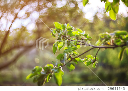 twinkling lights vivid color blurred bokeh 29651343