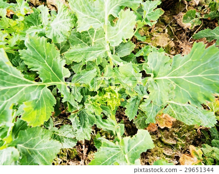 Upper detail of young oilseed rape in field 29651344