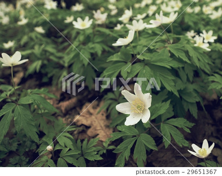 Flowering anemone nemorosa or thimbleweed Flowering anemone nemorosa or thimbleweed 29651367
