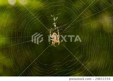 Spider and web 29651559