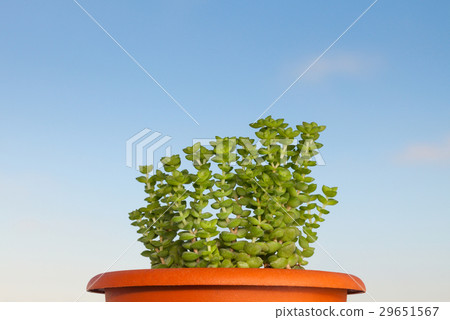 Potted succulent Potted succulent 29651567