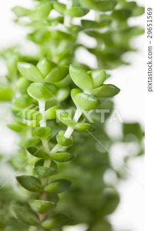Macro of evergreen succulent 29651569