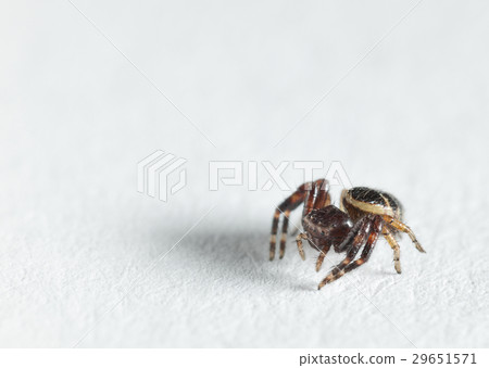 Small spider on paper 29651571