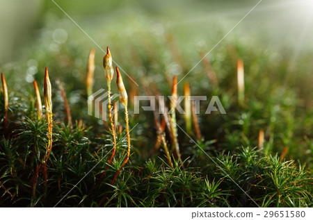Forest floor in early morning Forest floor in early morning 29651580