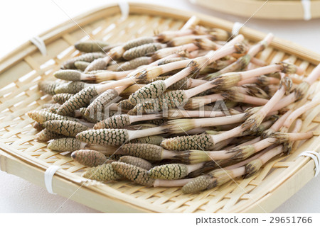 Horsetail Horsetail 29651766