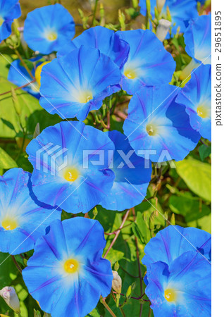 Heavenly blue ipomoea flowers 29651895
