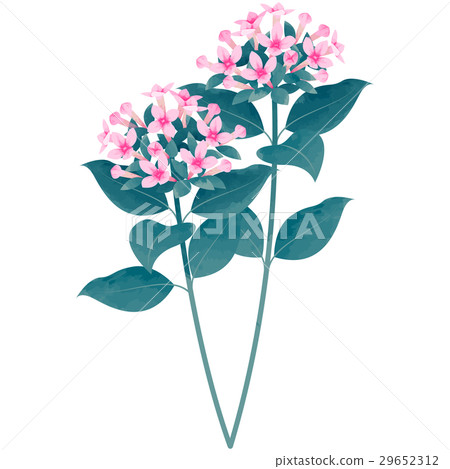 Birth flower · November · Boudalia Birth flower · November · Boudalia 29652312
