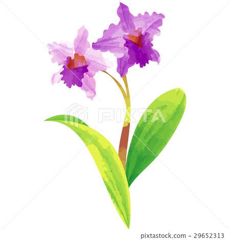 出生花·十二月·卡特亞 29652313