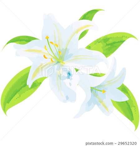 Birth flower · July · lily 29652320