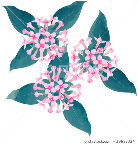Birth flower · November · Boudalia Birth flower · November · Boudalia 29652324