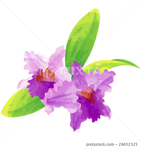 Birth flower · December · cattleya Birth flower · December · cattleya 29652325
