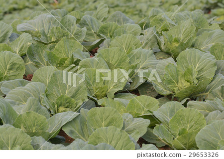Cabbage field. Thailand Cabbage field. Thailand 29653326
