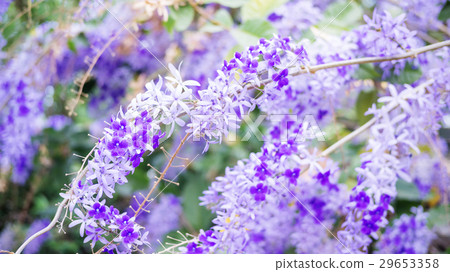 Purple Wreath, Sandpaper Vine, Queen's Wreath flower in the garden, soft focus Purple Wreath, Sandpaper Vine, Queen's Wreath flower in the garden, soft focus 29653358