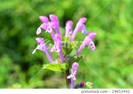 霍托肯諾扎 29653442