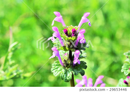 Lamium amplexicaule 29653446