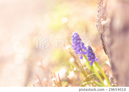 穆斯卡里在路上 29654018