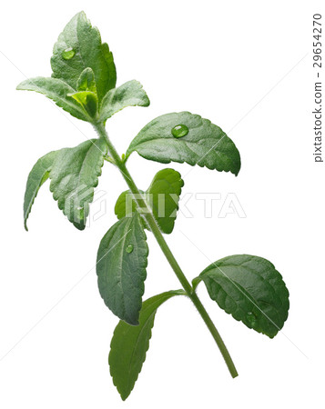 Sweetleaf, sugar leaf or Stevia rebaudiana, paths 29654270