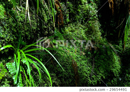 Rocky grass Rocky grass 29654491
