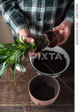 Man transplant spathiphyllum flower vertical 29654544