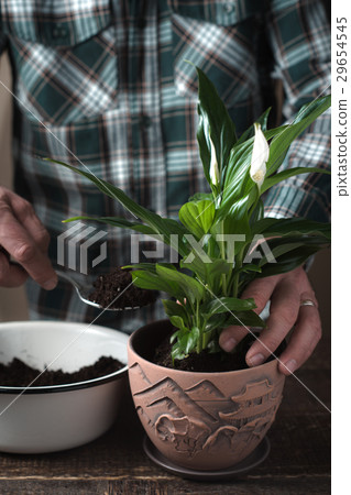Man put spathiphyllum flower in the pot vertical 29654545