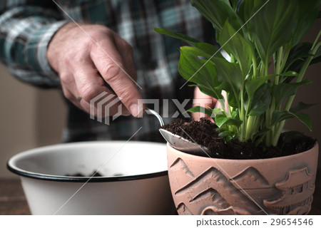 Transplantation of the spathiphyllum flower Transplantation of the spathiphyllum flower 29654546