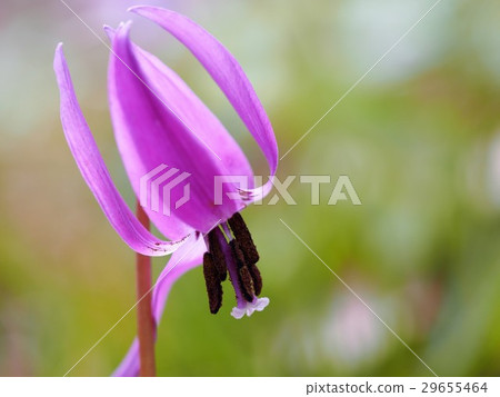 Katakuri花 29655464