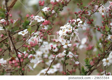 Safflower Yukiyanagi 29655564