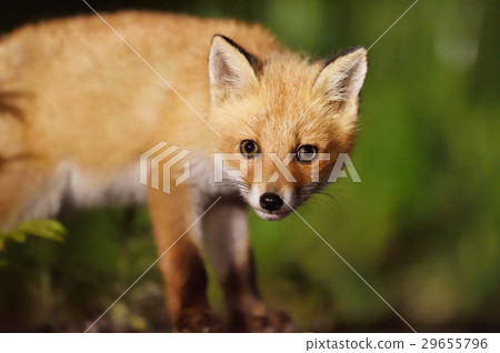 A big eyed fox 29655796