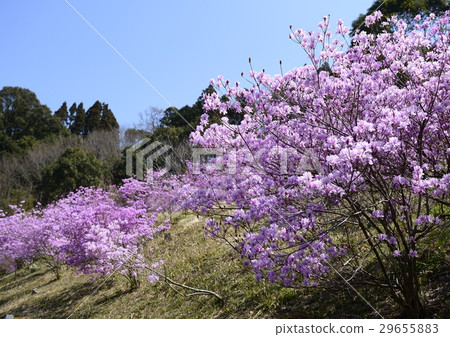 岩杜鵑花 29655883