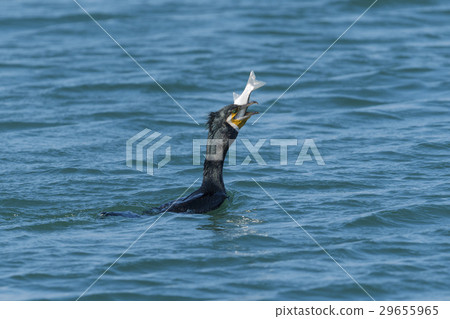 梅吞嚥魚 29655965