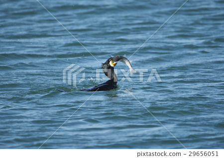 Cow caught fish 29656051