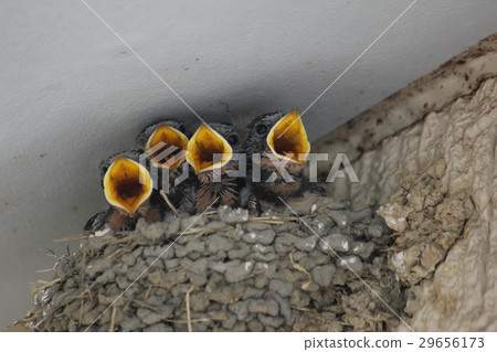 Swallow's nest 29656173