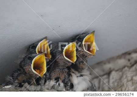 Swallow's nest 29656174