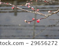 Plum bud 29656272