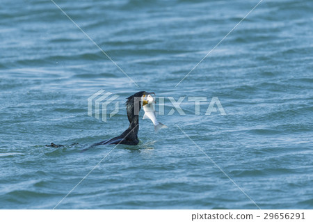 Cow caught fish 29656291