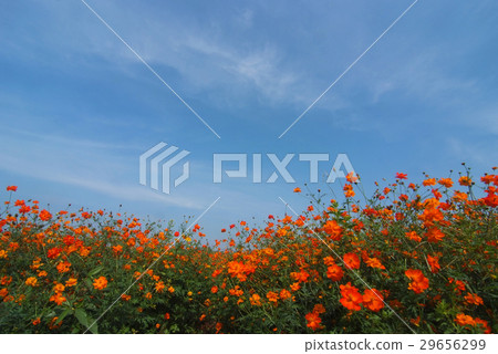 A landscape view of cosmos flower field (farm) A landscape view of cosmos flower field (farm) 29656299