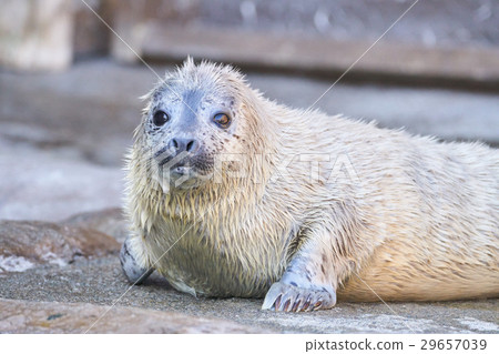 Baby of a Goma Seal Baby of a Goma Seal 29657039