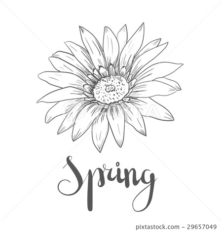 Hand drawn vector pen and ink illustration of Hand drawn vector pen and ink illustration of 29657049