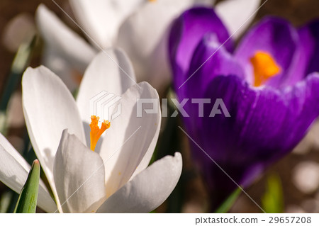 Crocuses in the garden 29657208