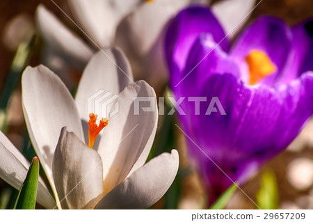 Crocuses in the garden Crocuses in the garden 29657209