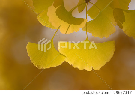 Close up of ginkgo leaves Close up of ginkgo leaves 29657317