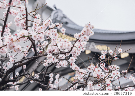 Japanese Plum in Cloudy day (selective focus) Japanese Plum in Cloudy day (selective focus) 29657319