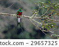 Quetzal 29657325