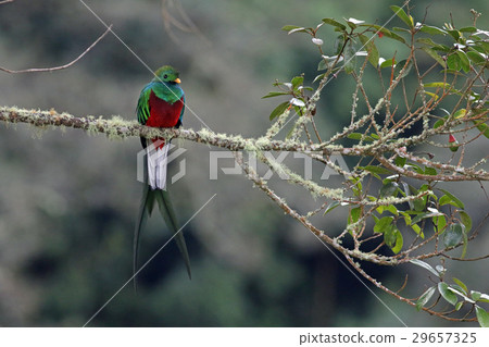 長尾的美鳥 29657325