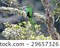 Quetzal 29657326