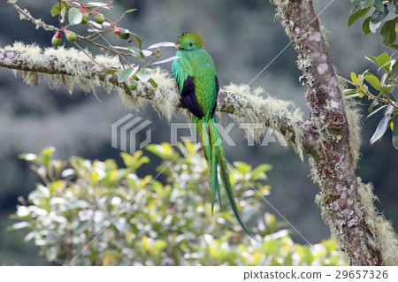 Quetzal 29657326