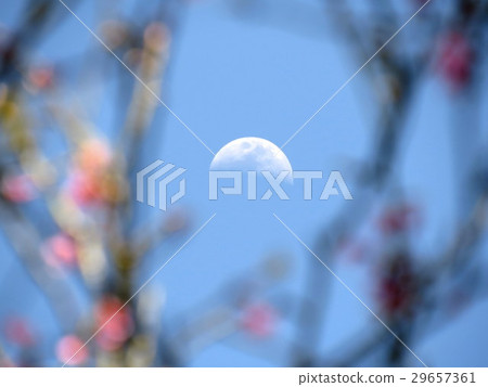櫻花與月 29657361