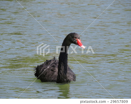 黑天鵝 黑天鵝 29657809